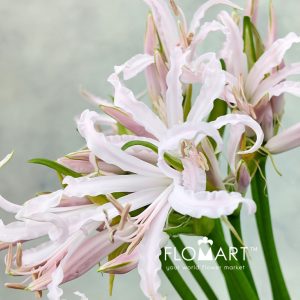 Nerine Bowdeni Sofi - Image 2