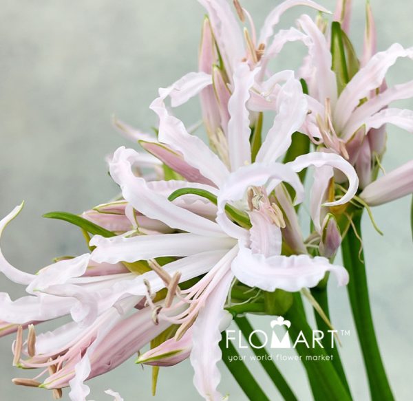 Nerine Bowdeni Sofi