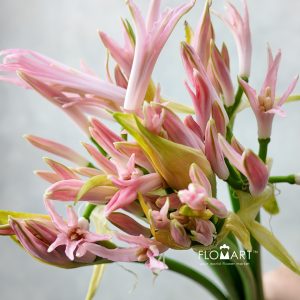 Nerine Bowdeni Vesta