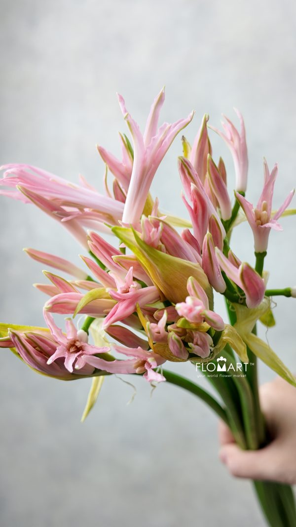 Nerine Bowdeni Vesta