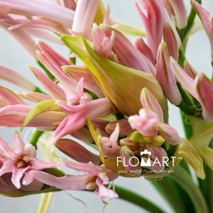 Nerine Bowdeni Vesta - Image 2
