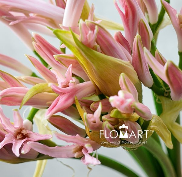 Nerine Bowdeni Vesta