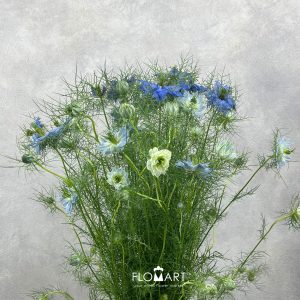 Nigella Blue