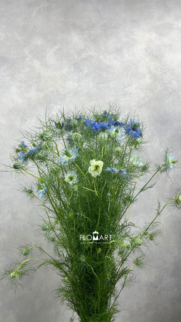 Nigella Blue
