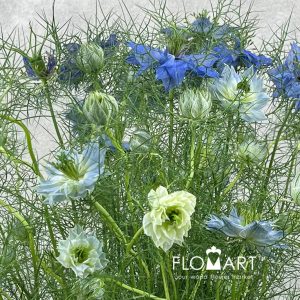 Nigella Blue - Image 2