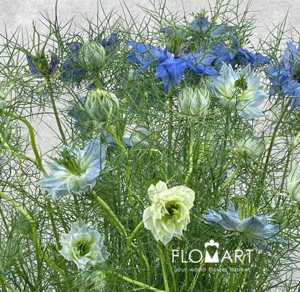 Nigella Blue