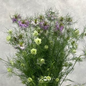 Nigella Pink