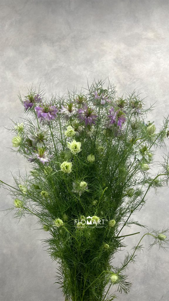 Nigella Pink