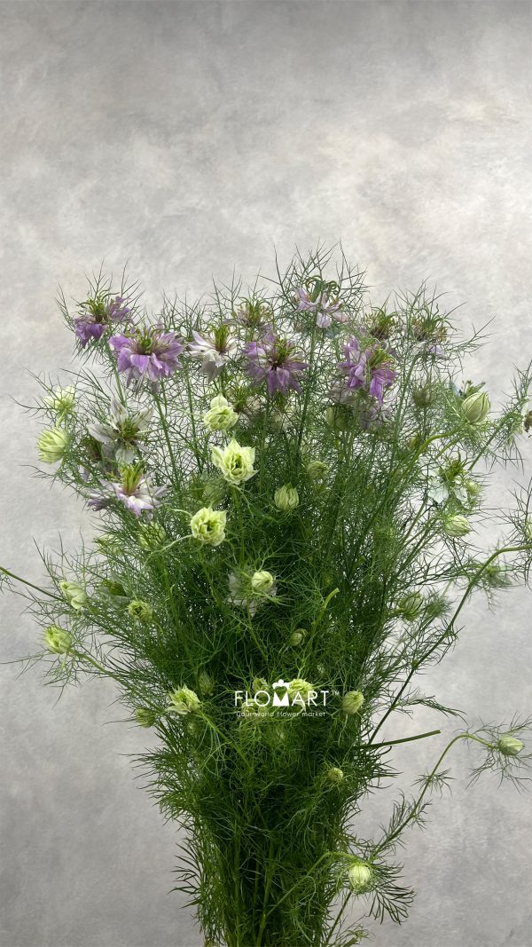 Nigella Pink