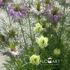 Nigella Pink - Image 2