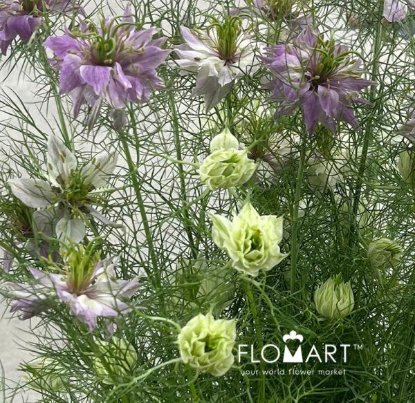 Nigella Pink