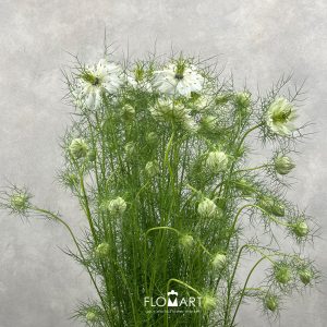 Nigella White