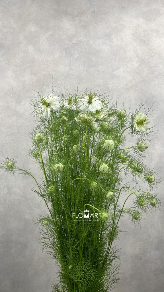 Nigella White