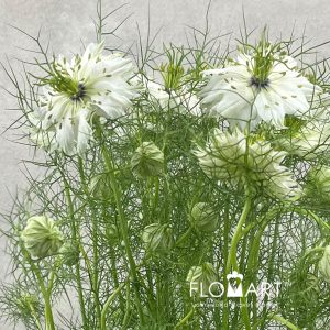 Nigella White - Image 2