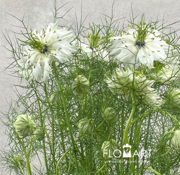 Nigella White
