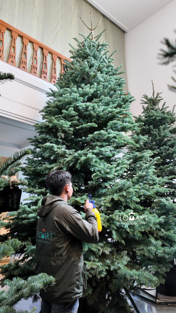 Nobilis Fie Tree 450cm
