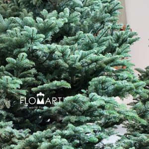 Nobilis Fie Tree 450cm - Image 2