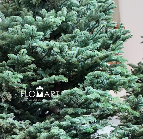 Nobilis Fie Tree 450cm