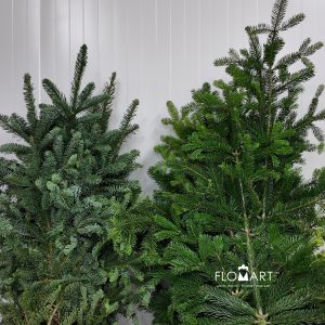 Nobilis Fir