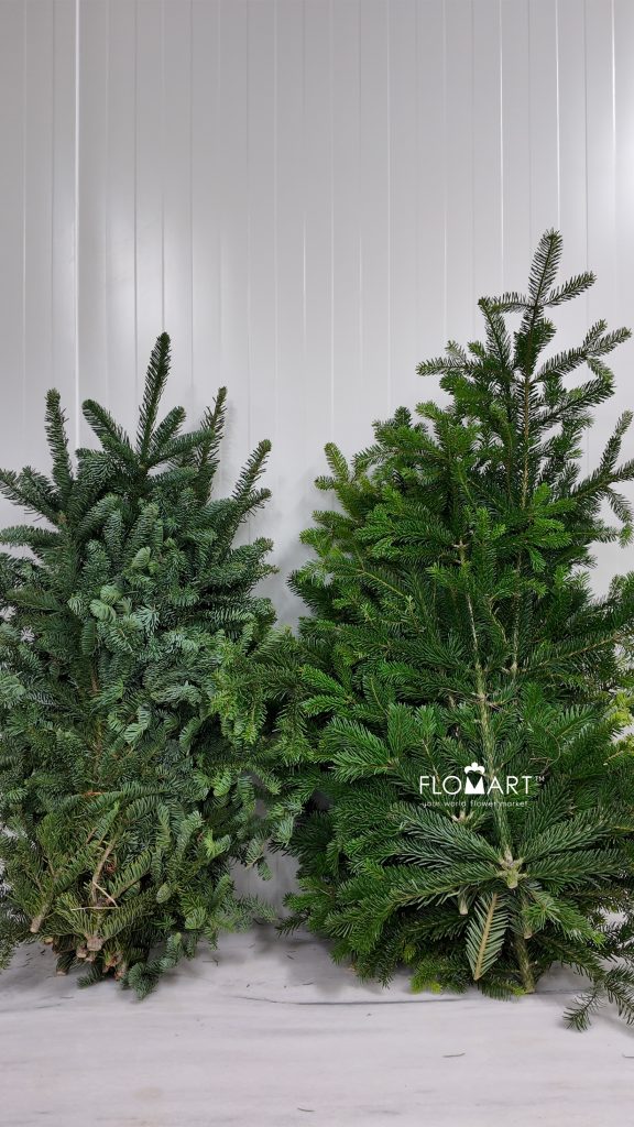 Nobilis Fir