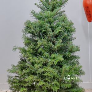 Nobilis Fir Tree 120cm