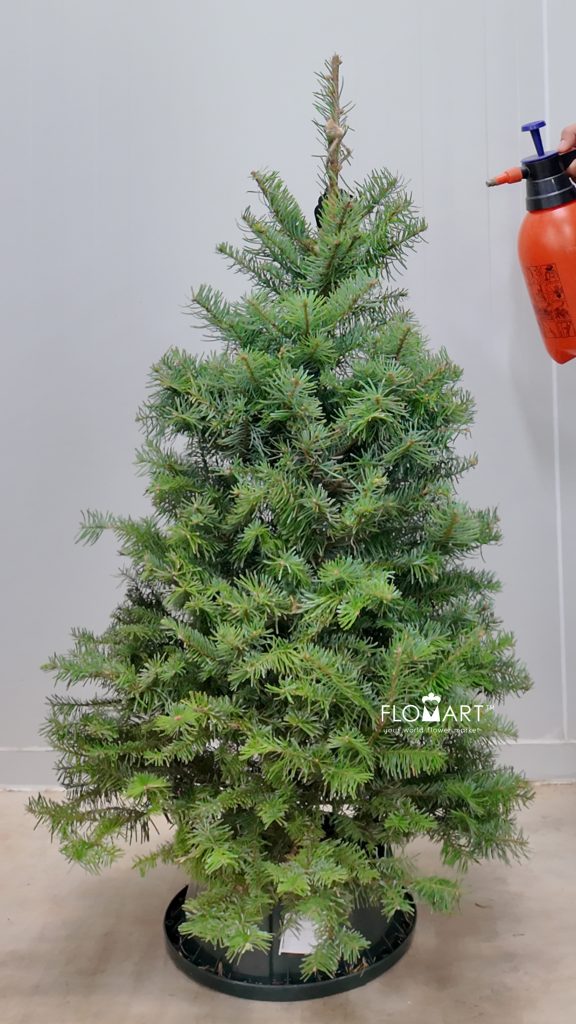 Nobilis Fir Tree 120cm