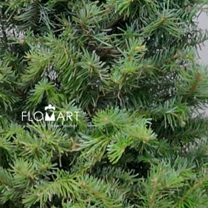 Nobilis Fir Tree 120cm - Image 2
