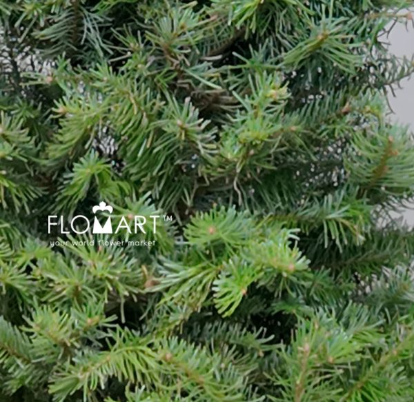Nobilis Fir Tree 120cm