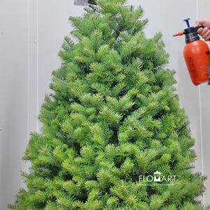 Nobilis Fir Tree 150cm