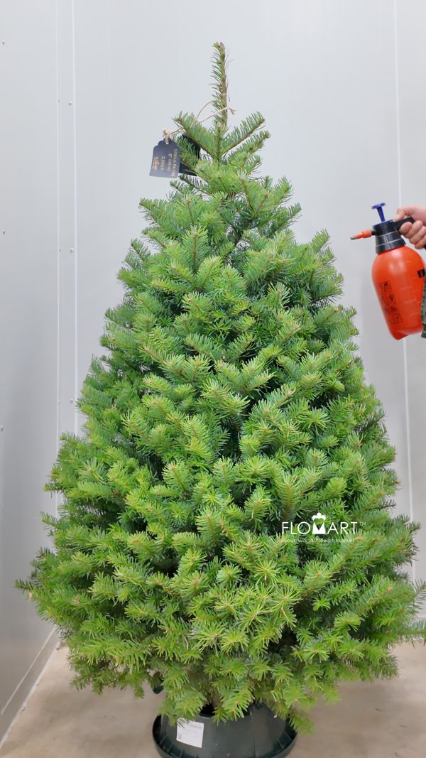 Nobilis Fir Tree 150cm
