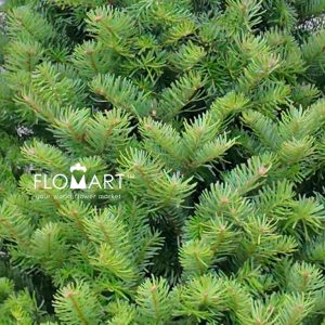 Nobilis Fir Tree 150cm - Image 2