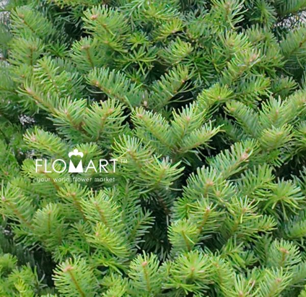 Nobilis Fir Tree 150cm