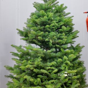 Nobilis Fir Tree 180cm