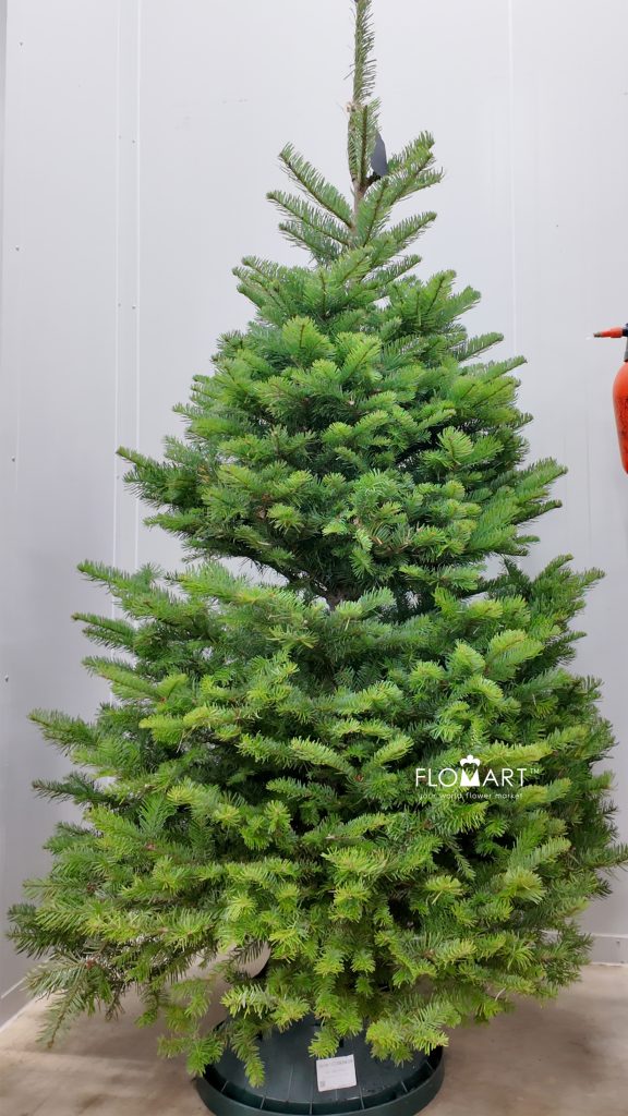 Nobilis Fir Tree 180cm