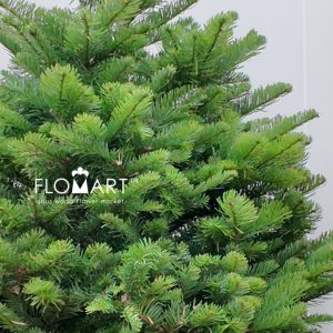 Nobilis Fir Tree 180cm - Image 2