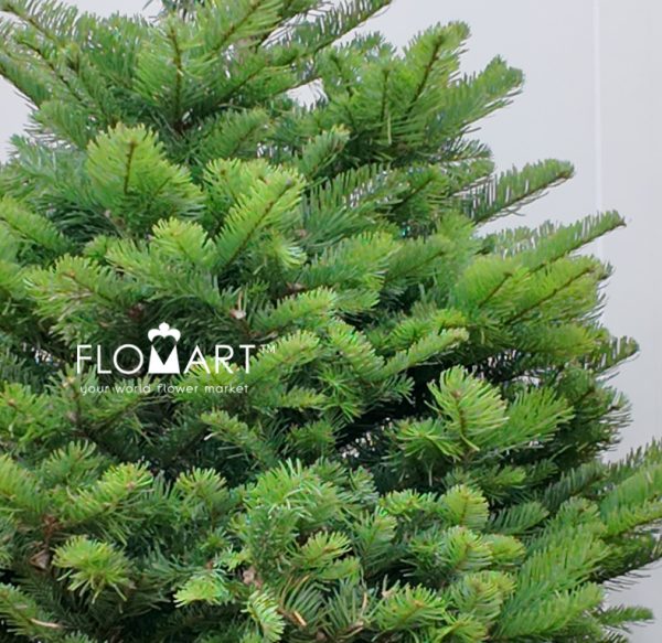 Nobilis Fir Tree 180cm