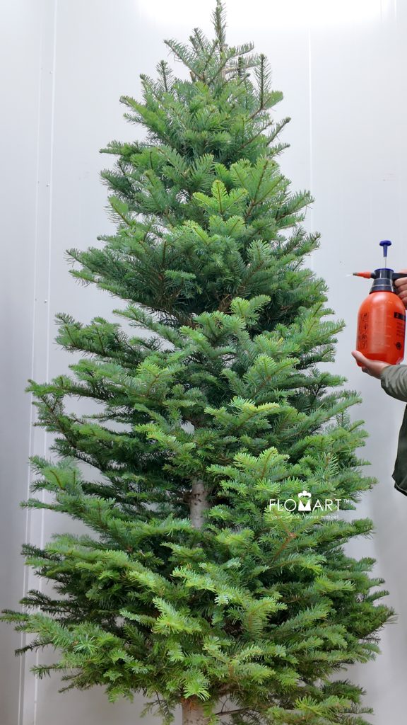 Nobilis Fir Tree 210cm