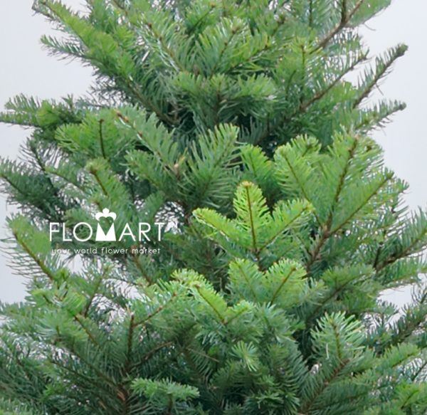 Nobilis Fir Tree 210cm