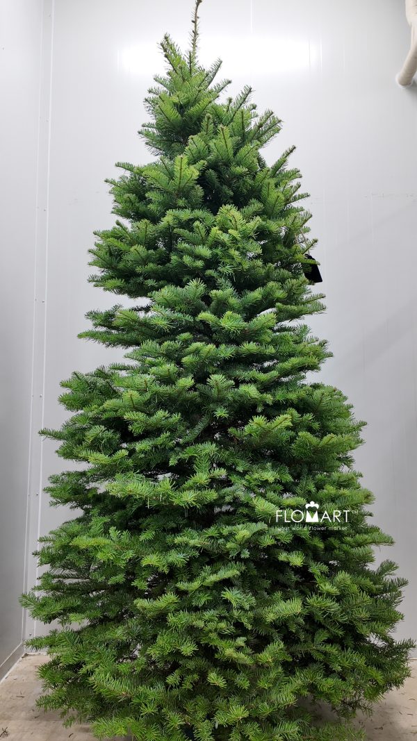 Nobilis Fir Tree 240cm
