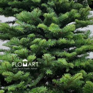 Nobilis Fir Tree 240cm - Image 2