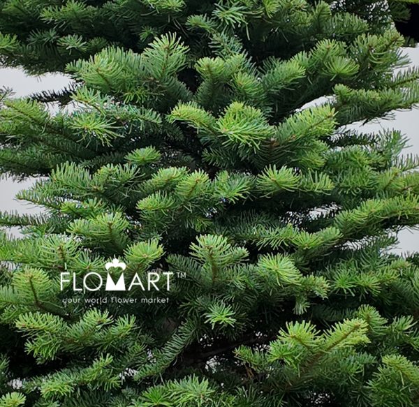 Nobilis Fir Tree 240cm