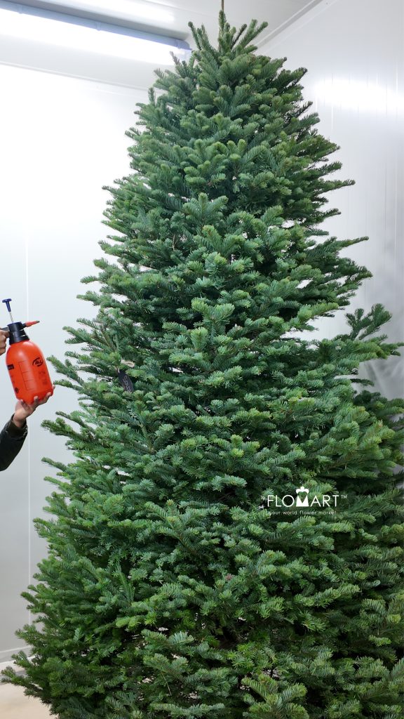 Nobilis Fir Tree 270cm