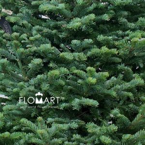 Nobilis Fir Tree 270cm - Image 2