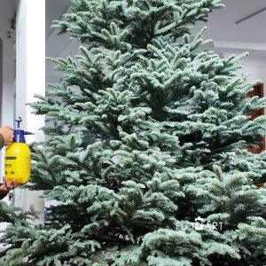 Nobilis Fir Tree 330cm
