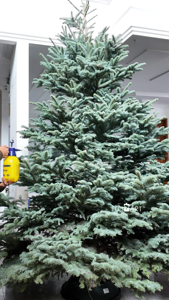 Nobilis Fir Tree 330cm