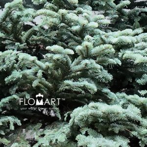 Nobilis Fir Tree 330cm - Image 2