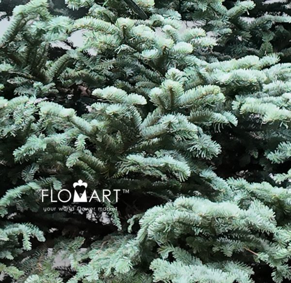Nobilis Fir Tree 330cm
