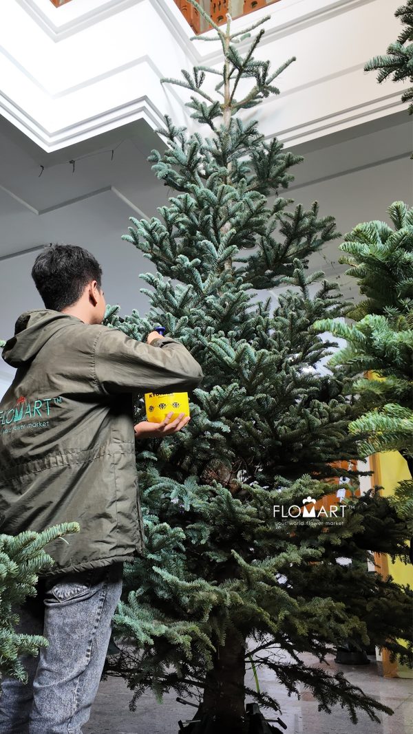 Nobilis Fir Tree 360cm