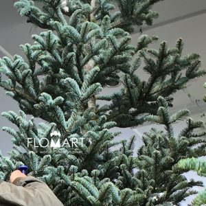 Nobilis Fir Tree 360cm - Image 2