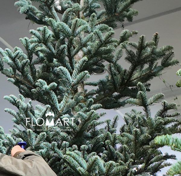Nobilis Fir Tree 360cm